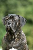 CANE CORSO 1010